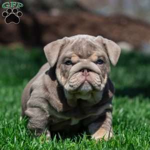 Indigo Pearl, English Bulldog Puppy